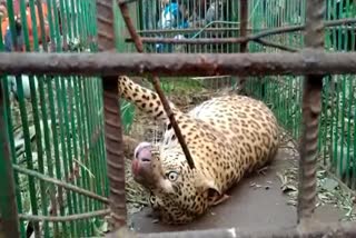 As_Tingkhong_leopard-caught_img_ASC10071