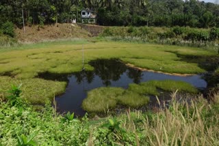 നവീകരിക്കാതെ പേരിക്കാട്ട്‌ കുളം  കുളം നവീകരണം  കുളത്തിന്‍റെ നവീകരണ പ്രവര്‍ത്തനം  കൊവിഡ്‌ നിയന്ത്രണങ്ങള്‍  കൊവിഡ്‌ വ്യാപനം  covid spread  pound construction  palakkad pound