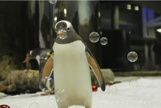 Penguin chicks in Sydney ready for their first Xmas