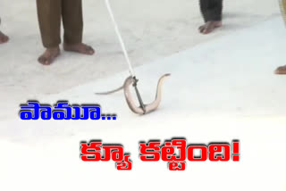 snake in tirumala temple