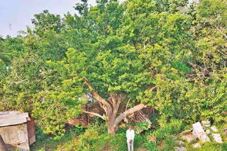 sapota-grows-like-a-huge-tree-in-ghantasala-village-of-krishna-district