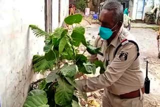 chhattisgarh tree man