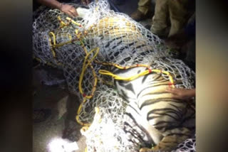 tiger captured in virajpete
