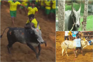 Tamil Nadu govt grants permission to hold Jallikattu event, with certain restrictions.