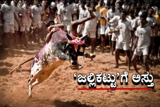 Tamil Nadu allows bull-taming sport next year with certain restrictions