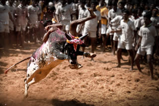 Tamil Nadu Government allows bull-taming sport