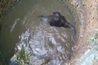 ELEPHANT FALLS INTO WELL IN KHUNTI  OF JHARKHAND