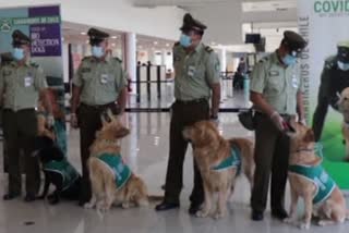 Dogs trained to detect COVID-19 by sniffing people's sweat were debuted in Chile's international airport