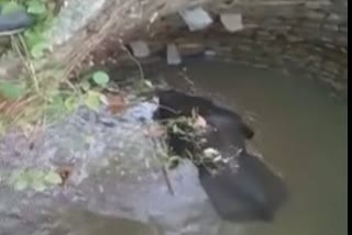 Elephant's baby fell in the well in Khunti: video