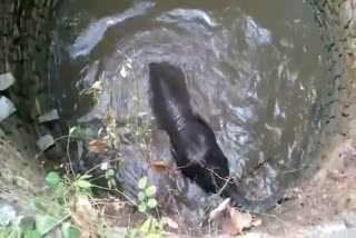 NAT-HN-Elephants baby fell in the well in the Khunti -JH