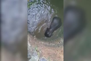 elephant-falls-into-well-in-khunti