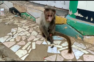 The injured monkey was taken over by the forest department  കുരങ്ങിനെ വനം വകുപ്പ് ഏറ്റെടുത്തു  monkey was taken over by the forest department  The injured monkey  പരിക്കേറ്റ കുരങ്ങിനെ വനം വകുപ്പ് ഏറ്റെടുത്തു