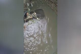 Elephant  Elephant falls into well in khunti  Elephant's baby fell in the well in the Khunti  ജാർഖണ്ഡിലെ ഖുണ്ഡിയിൽ കുട്ടിയാന കിണറ്റിൽ വീണു  കുട്ടിയാന കിണറ്റിൽ വീണു