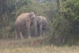 wild elephant terror at samaguri