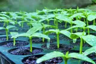 SOIL LESS technique to crop seeds