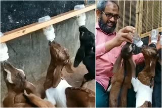 feeding lambs by using milk bottles  ആട്ടിന്‍കുട്ടികള്‍ക്ക് കുപ്പികളില്‍ പാല്‍  കാസര്‍കോട്  കാസര്‍കോട് പ്രാദേശിക വാര്‍ത്തകള്‍  kasargod  kasargod local news