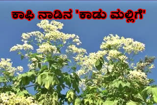 chikkamagaluru-wild-jasmine-get-news