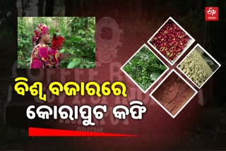 କୋରାପୁଟ କଫିର ମାନ ଆନ୍ତର୍ଜାତୀୟ ସ୍ତରକୁ ଉନ୍ନତି କରିବା ପାଇଁ ପ୍ରୟାସ ଆରମ୍ଭ