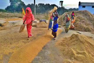 Farmers forced to sell paddy to middlemen in Sahibganj