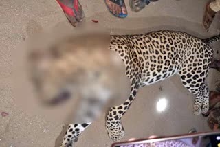 tumkur-unknown-vehicle-collision-leopard-death