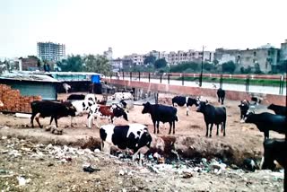 illegal dairy in jaipur,  stray animal in jaipur