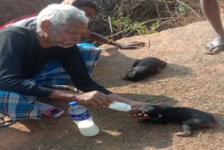 Villagers taking care of bear cub in Udaipur Surguja