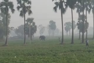 Elephant attack at Chandrakona