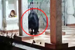 Bear comes Budharaja temple everyday in Kalahandi, local people terrified