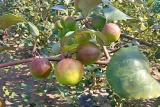 organic plum firming at dalgaon