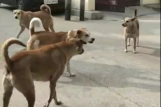 dogs problem in hari nagar