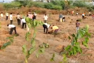 concept-of-juice-bar-is-being-implemented-for-undivadi-birds-in-daund-taluka