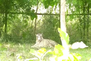 White Tiger Gopi