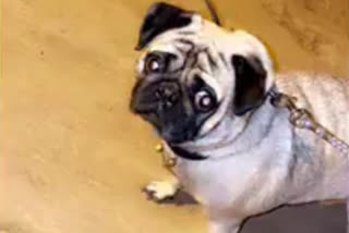 Thieves stole the  pug breed dog in gwalior