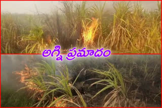 fire accident in sugar cane field at guntur