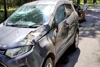 man injured after sambar deer hit by the car  എറണാകുളം  കാറിന് മുന്നിലേക്ക് മ്ലാവ് കുറുകെ ചാടി  യാത്രക്കാരന് പരിക്ക്  ernakulam  ernakulam local news