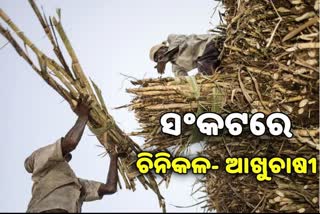 ମଧୁରତାରୁ ବଞ୍ଚିତ ଆଖୁଚାଷୀ !