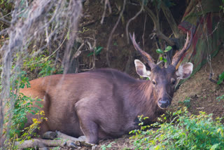 তেজপুৰ চহৰৰ কটন ৰোডত আঘাতপ্ৰাপ্ত শৰপহু