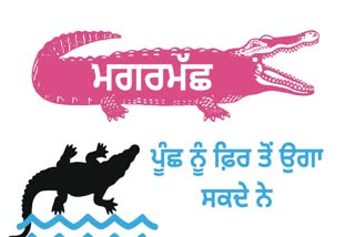 ਤਸਵੀਰ