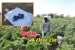 three-months-baby-in-crops-while-mother-doing-labor-work-in-fields-at-thungathurthy-in-suryapet