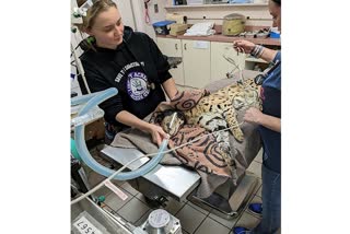 An African serval cat that was found with cocaine in its system after an escape at a traffic stop now calls the Cincinnati Zoo home, much to the delight of social media users still amused by the recent release of the movie " Cocaine Bear."