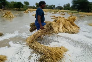Farmer ruined by hailstorm in Rajasthan