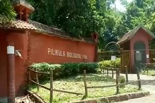 Pillikola