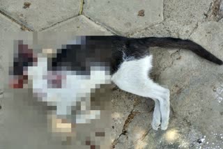 person who killed the cat has been arrested