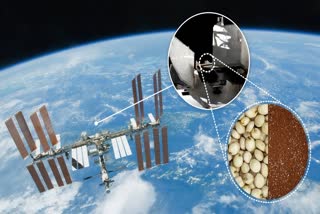 Seeds sent to Space meant for cosmic rays exposure as part of a ground-breaking 'astrobotany' study is set to return to Earth next week.