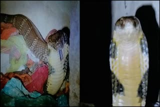 Excitement as the 10-foot King Cobra entered the house near srivilliputtur