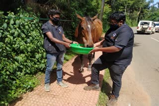 உணவின்றி தவிக்கும் குதிரைகள்: உணவளித்து உதவுதும் கால்நடை சேவை!