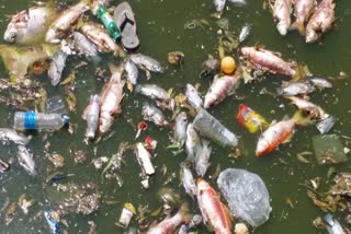  Thoothukudi pond fish issue