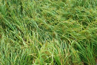 paddy Spoiled in heavy rain 