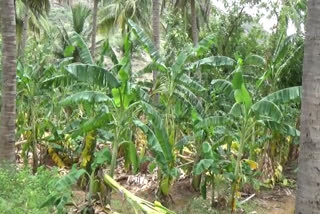 Banana trees damaged by torrential rains