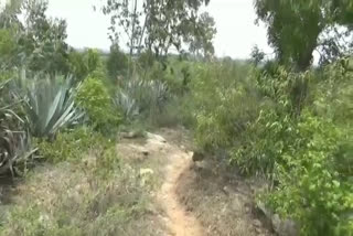 Old man died by wild elephant attack